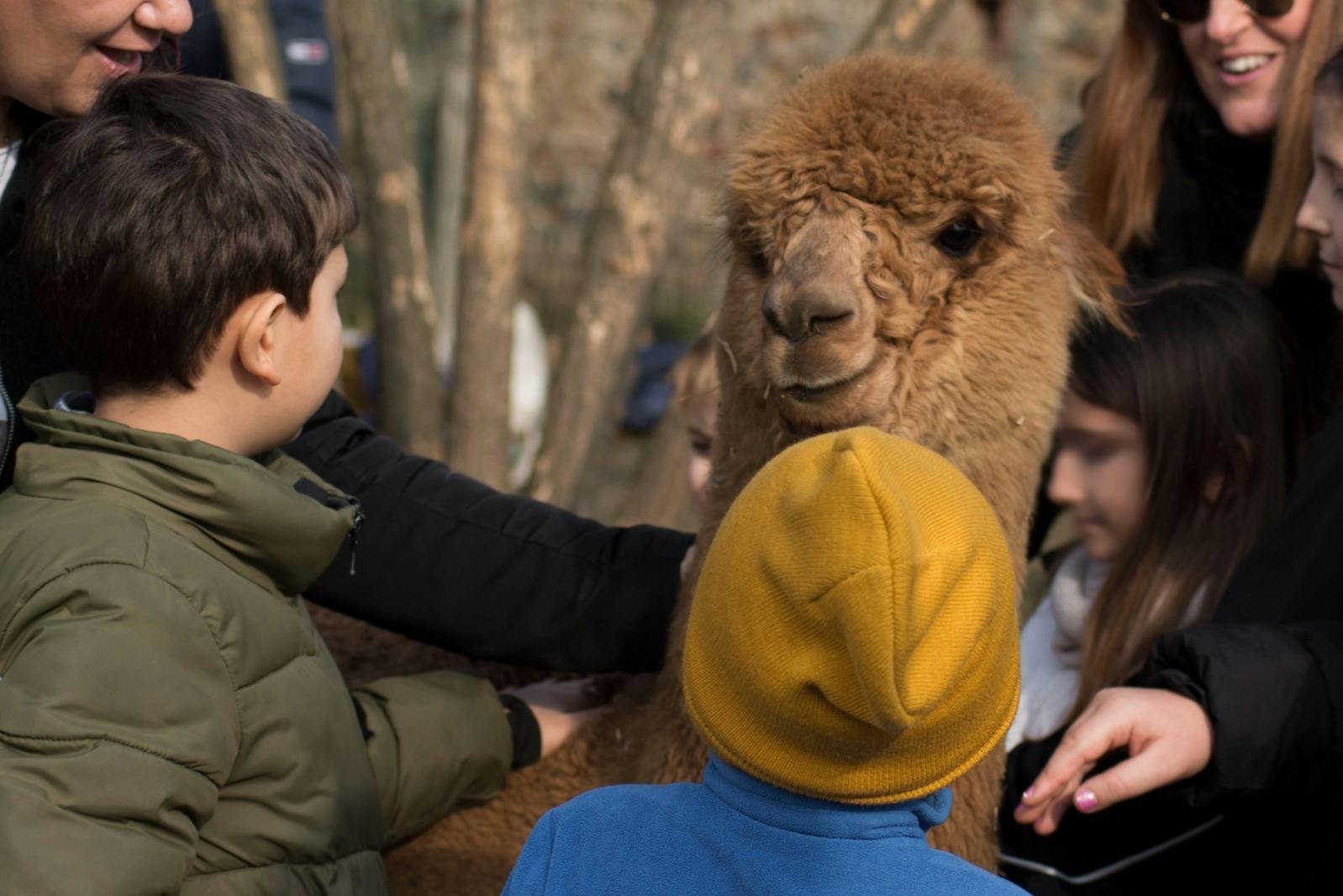 GROW UP - Alpaca del Monviso - Fattoria degli Alpaca: Tour guidato — 3