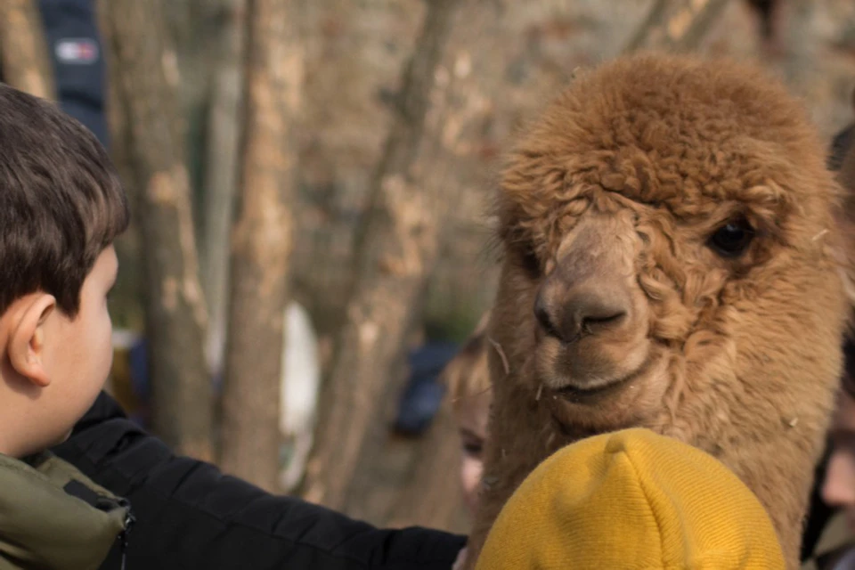 Several children in winter clothing petting a brown alpaca outdoors.