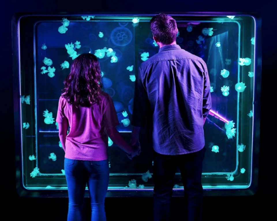 A couple holds hands, facing an aquarium tank illuminated with blue light, filled with floating jellyfish.