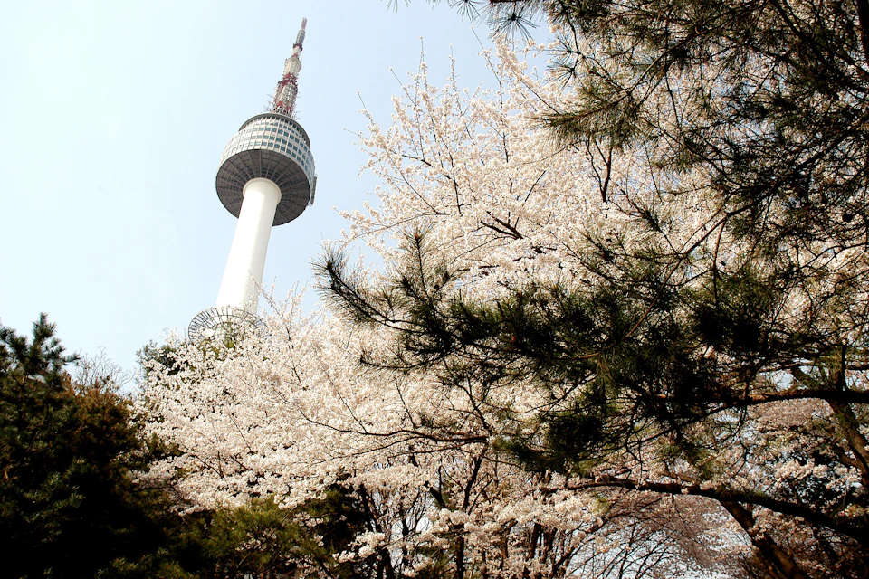 A tall observation tower surrounded by blooming cherry blossom trees and greenery under a clear sky.