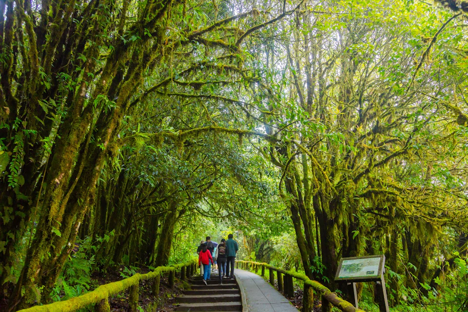 A group of people walking on a forest pathway surrounded by lush, green trees with moss-covered branches.