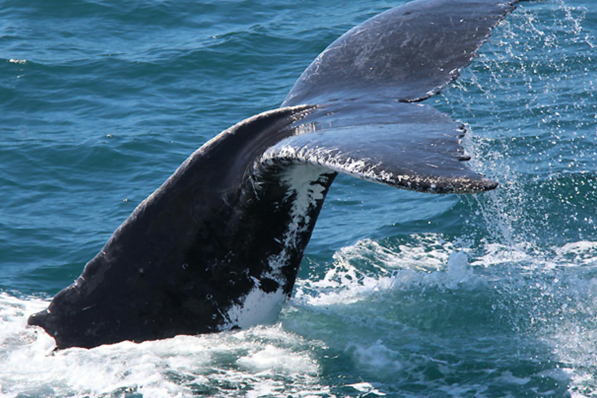 Primer plano de la cola de una ballena emergiendo del océano, salpicando agua sobre un fondo de mar azul.