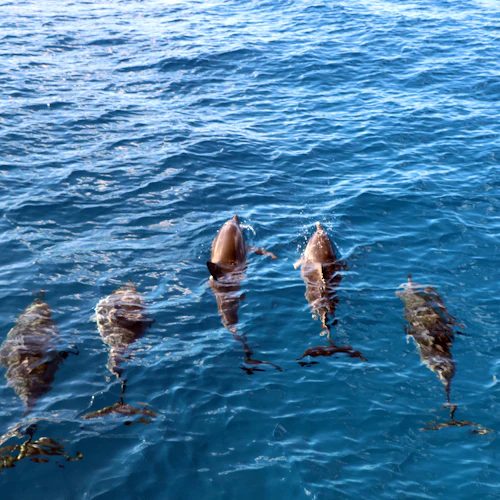 Oahu: Cruzeiro de barco para observação de golfinhos à tarde + mergulho com snorkel - Photo 2