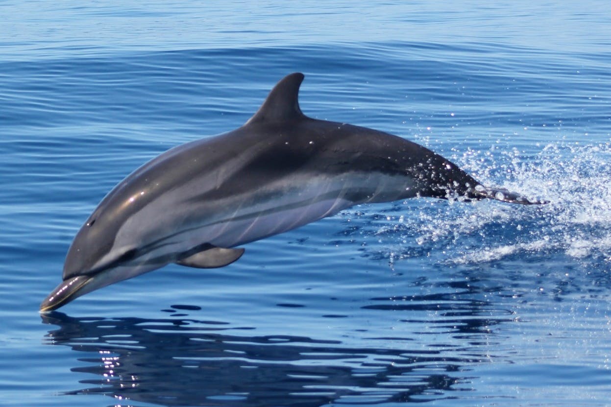Striped dolphin