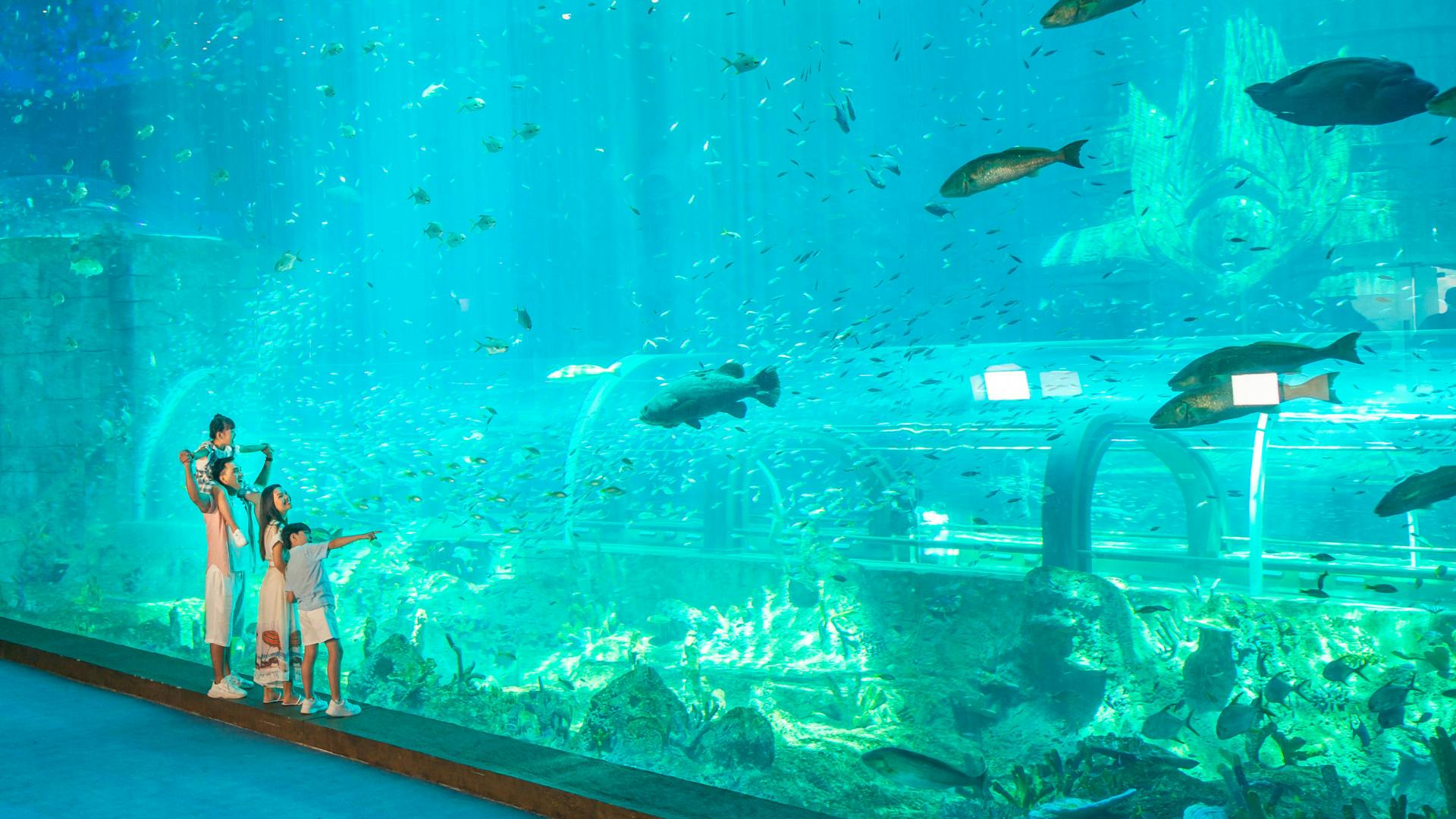 A person stands in front of a large aquarium, observing various fish swimming among underwater structures and plants.