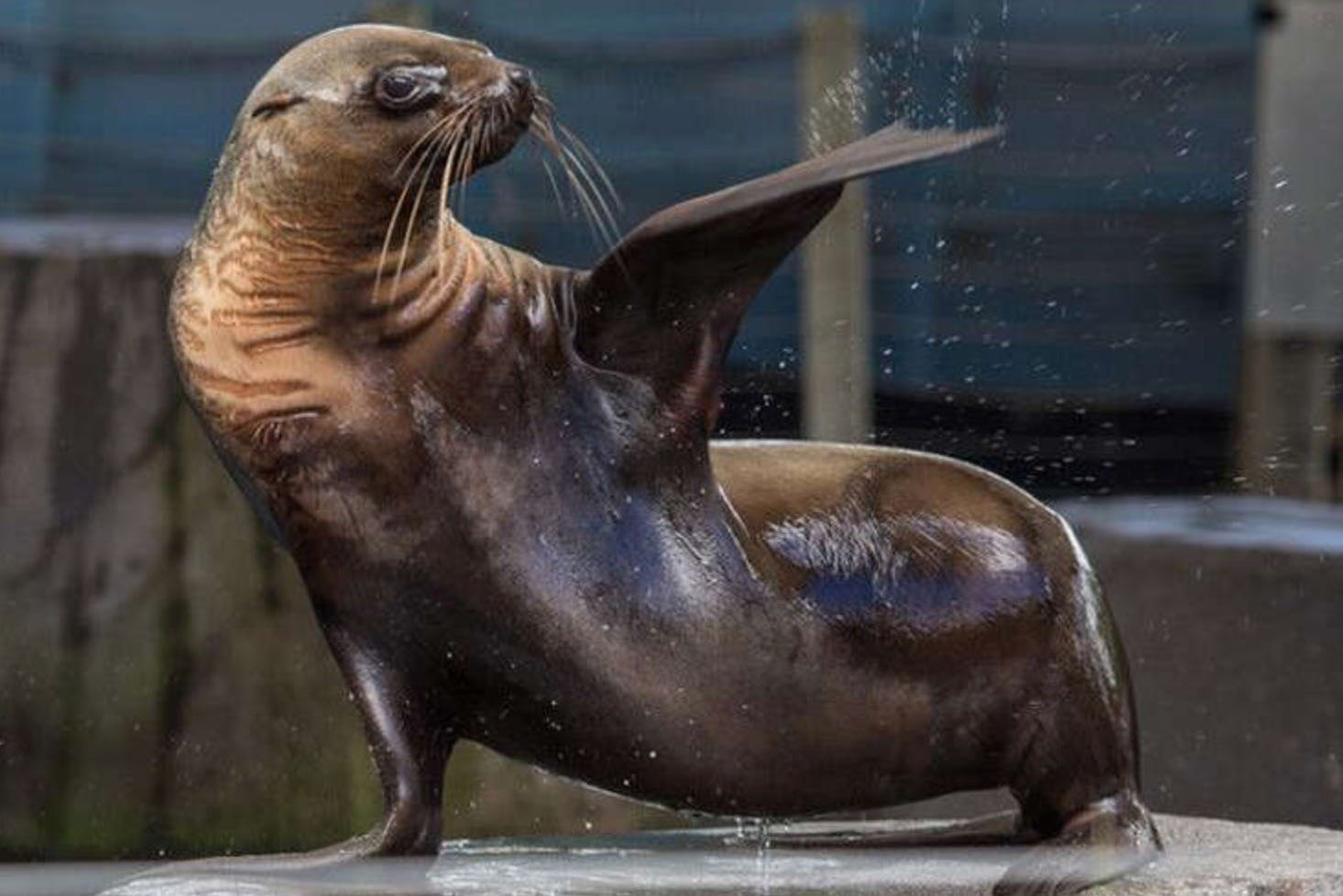 Um leão-marinho de pé numa plataforma com a barbatana levantada, gotas de água visíveis e um fundo desfocado.