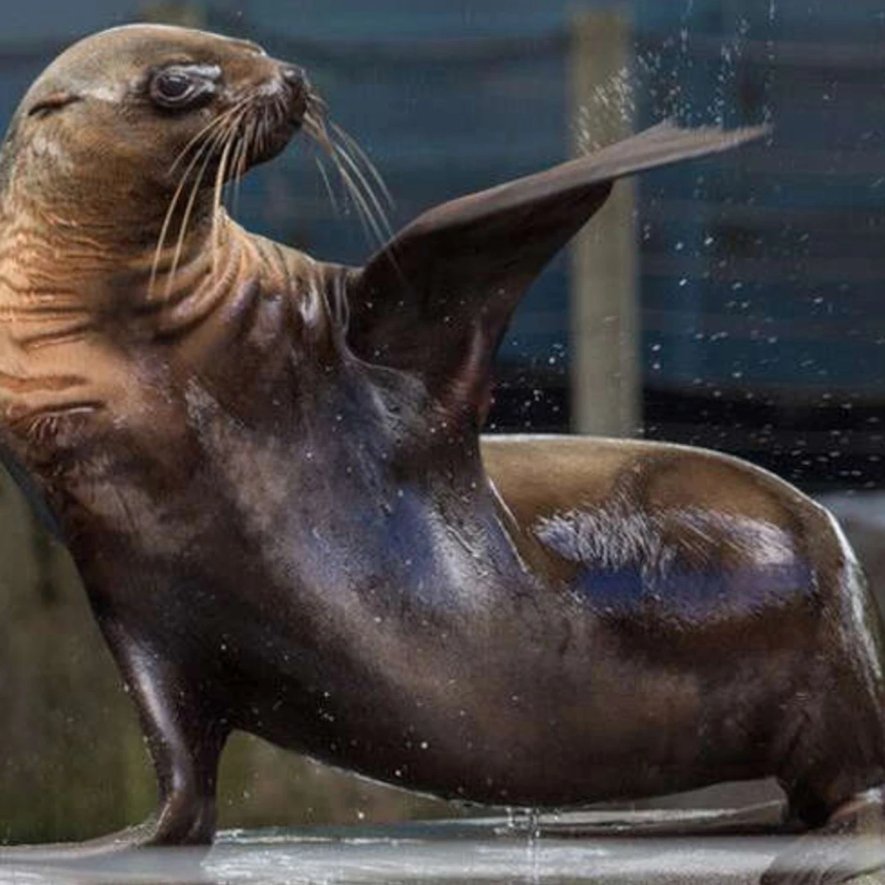 Melbourne Zoo: Entry Ticket in Melbourne β Tiqets