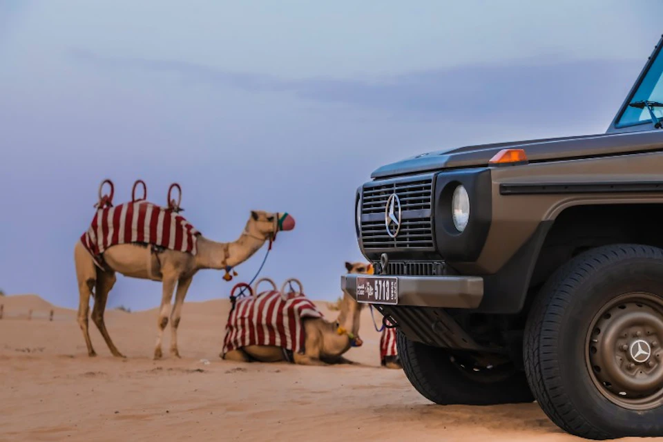 A Mercedes SUV and two camels with red-striped blankets rest in a sandy desert under a clear sky.