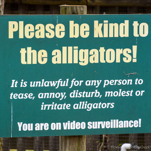 Kissimmee: 1-Hr Boggy Creek Everglades Airboat Tour - Photo 12