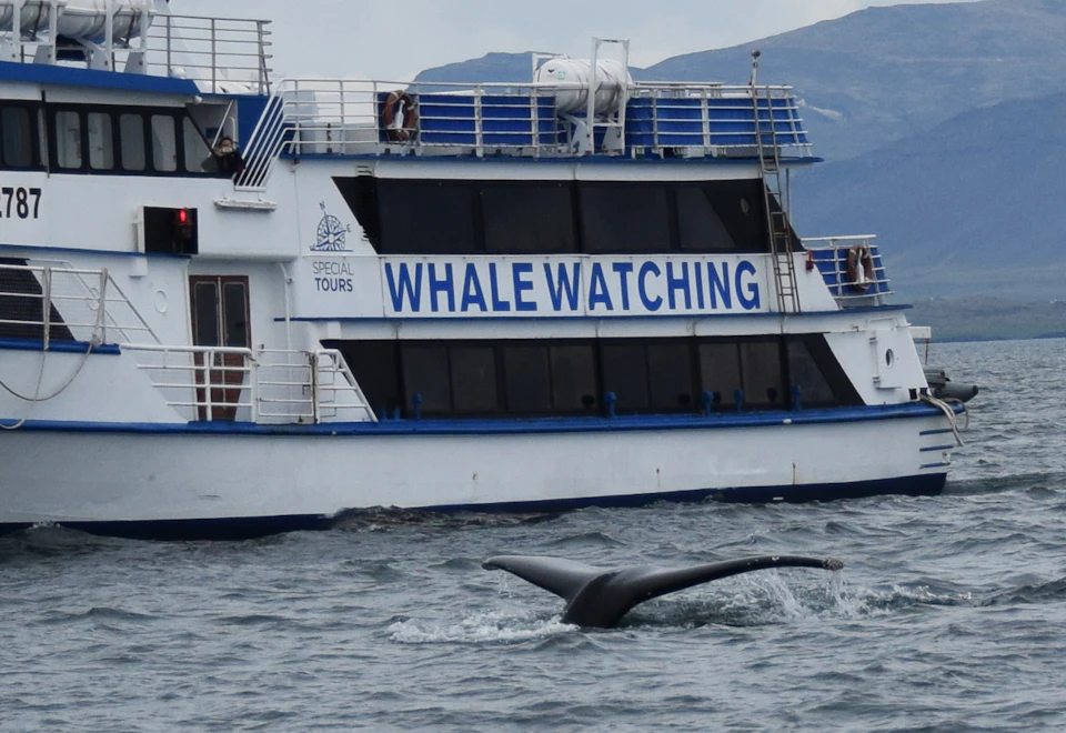 A whale watching boat on the water with a whale's tail fin emerging from the sea in the foreground.