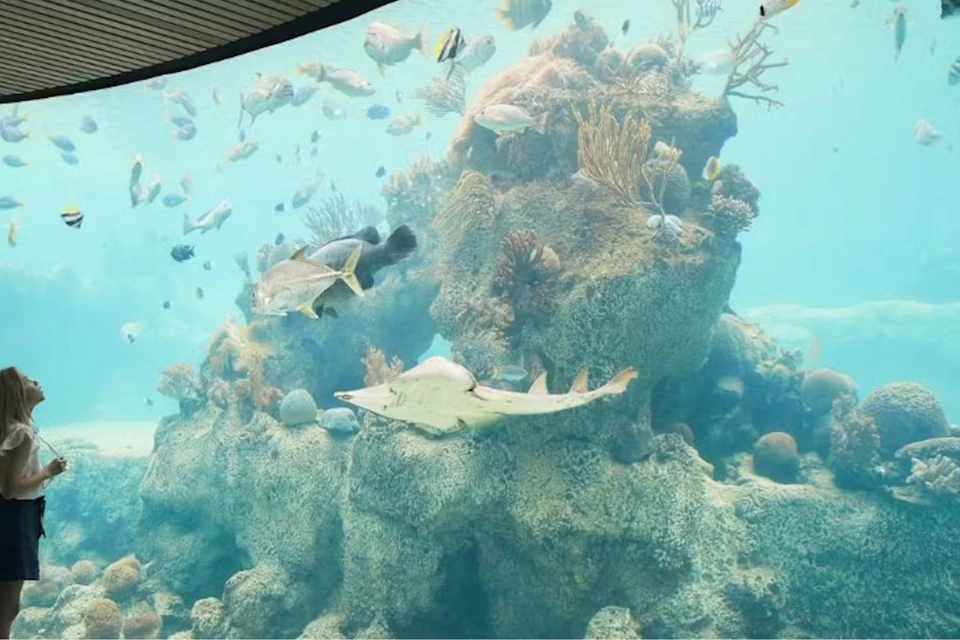 A variety of fish swim around a large rock formation in an aquarium tank.