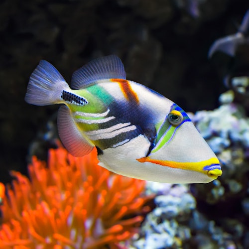 Palma Aquarium: Skip The Line