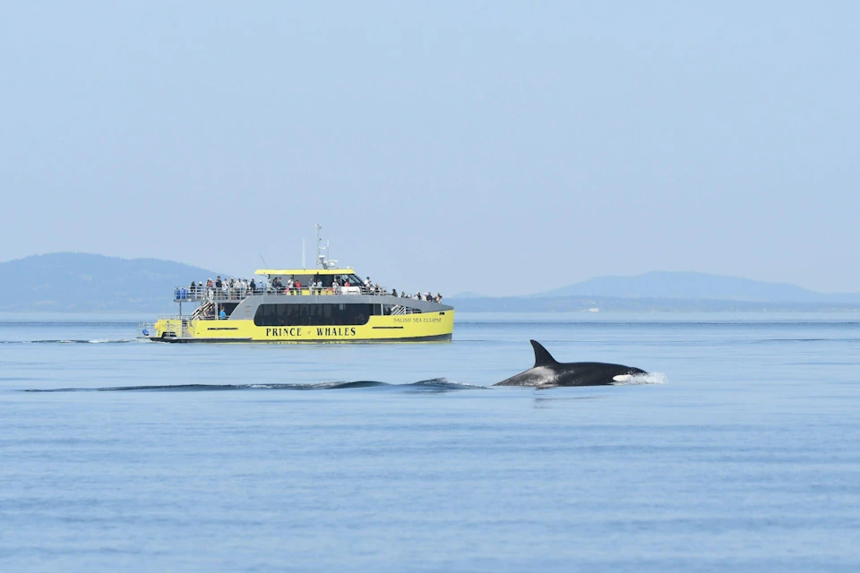 Half Day Victoria Whale Watch