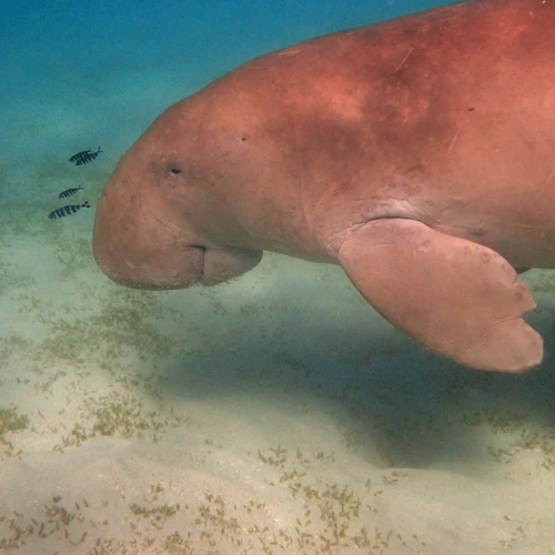 Key West: Day Trip from Miami + Optional Snorkeling or Dolphin Watching Cruise - Photo 15