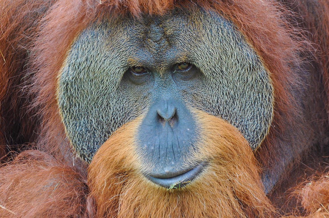 Nærbillede af en orangutangs ansigt med orange pels og et roligt udtryk, der viser detaljerne i dens ansigtstræk.