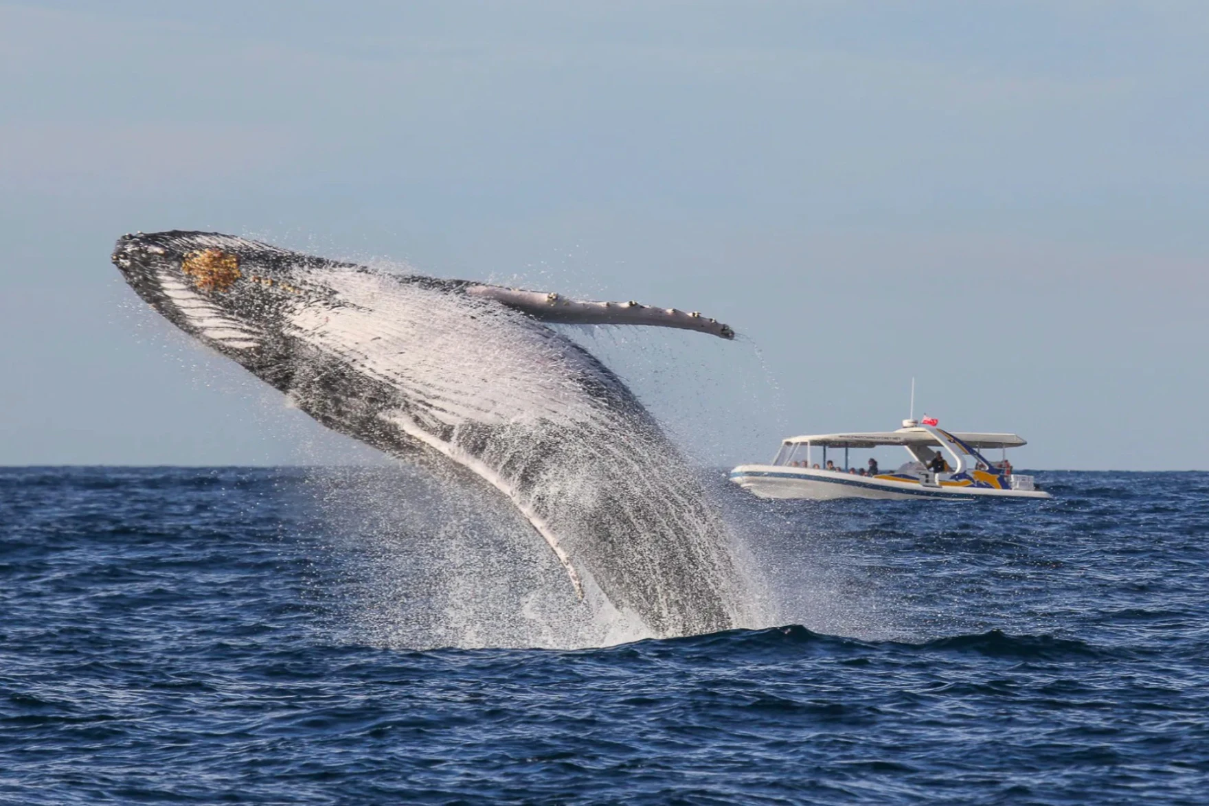 Sydney: 2.5-Hr Whale Watching Boat Ride
