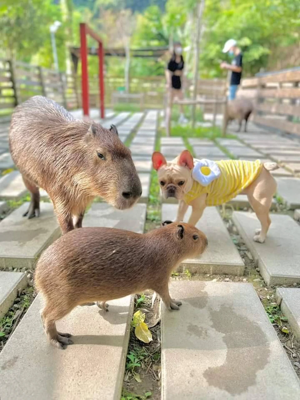 Miaoli: Hobbit Valley Admission Ticket