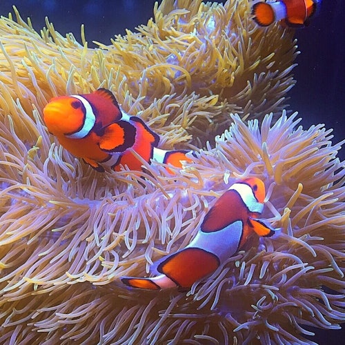Tour Image