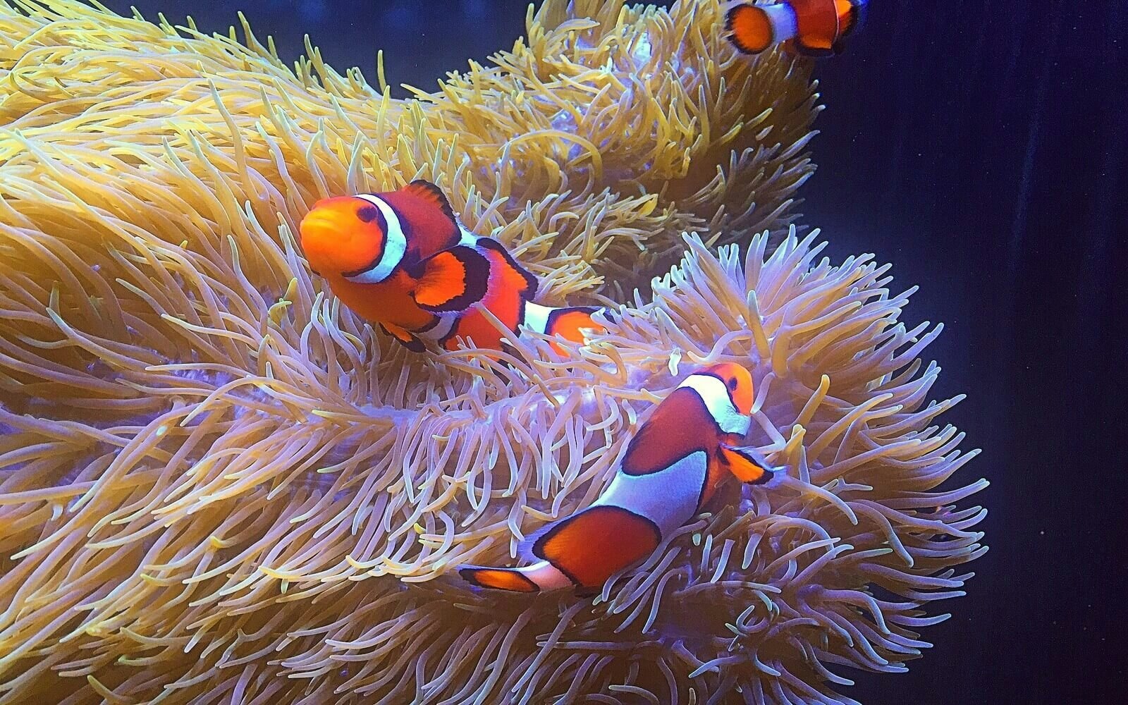 Vancouver Aquarium: Entry Ticket