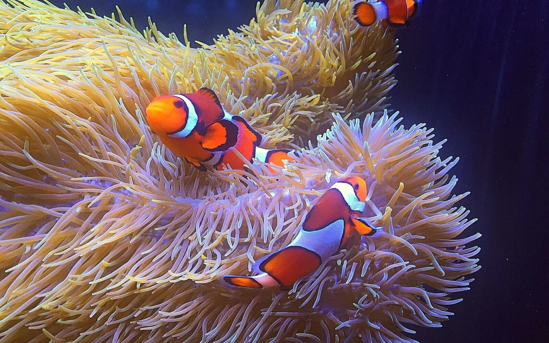 Two clownfish swimming among vibrant purple and yellow sea anemones.