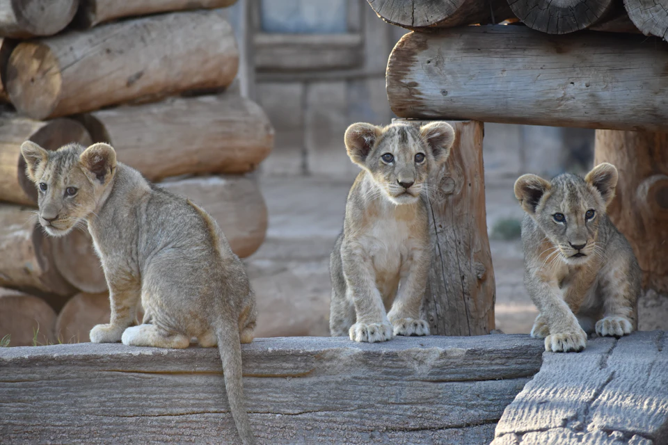 Lions
