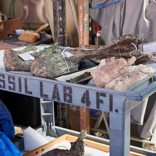 Natural History Museum of Los Angeles County: Guided Insider Tour - Photo 2