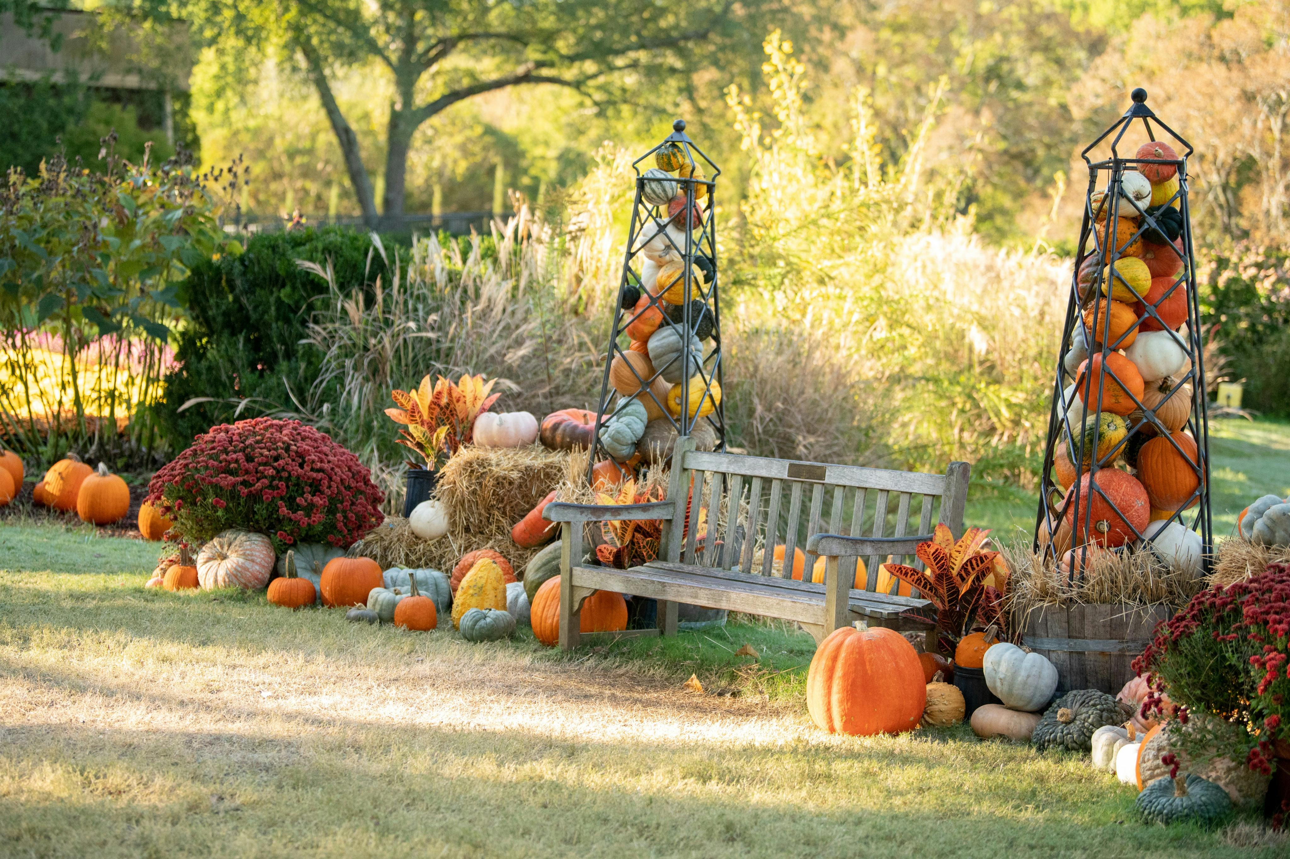 Eine Holzbank, umgeben von Kürbissen, Heuballen und Herbstdekorationen in einem Garten mit Grünpflanzen und herbstlichem Sonnenlicht.