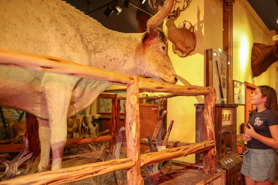 The Buckhorn Museum