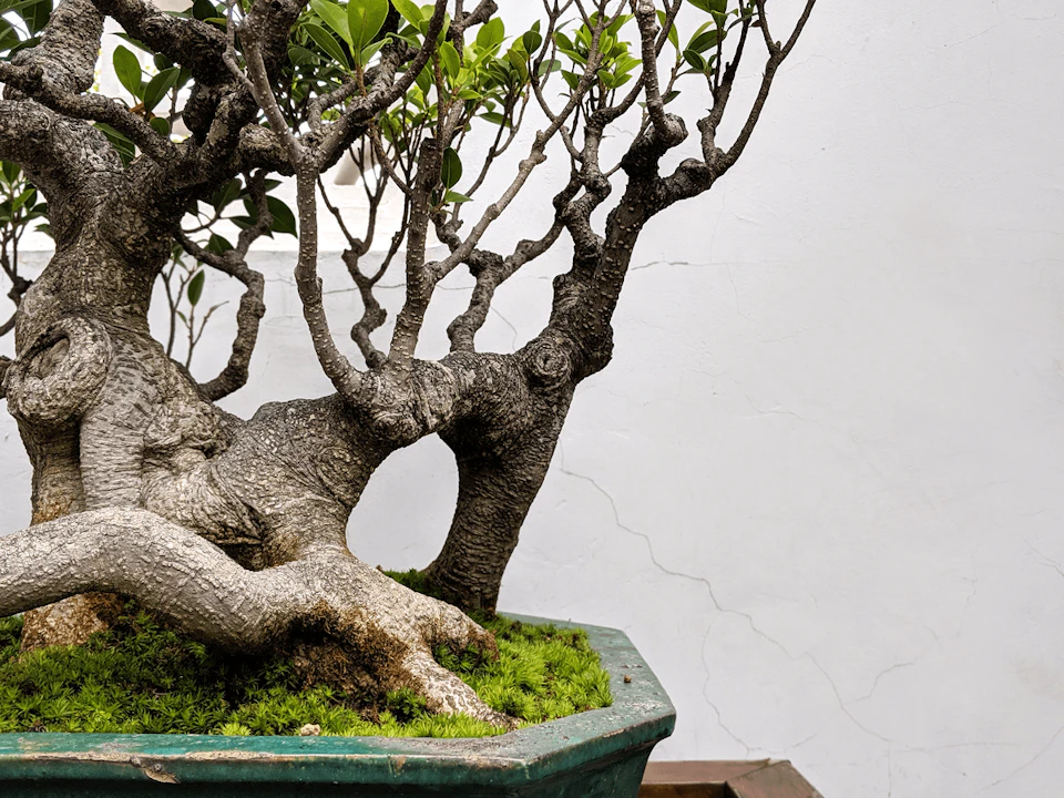 A bonsai tree with thick, twisted branches and sparse leaves in a green pot with moss, set against a plain white wall.