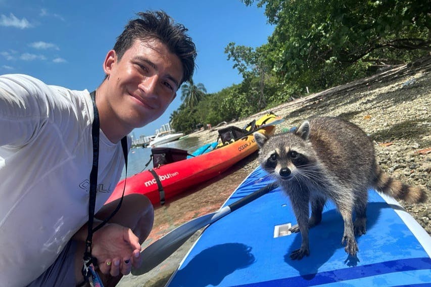 Raccoon on paddleboard