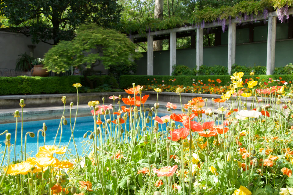 Bright orange and yellow flowers bloom beside a blue pool, with a shaded pergola and lush greenery in the background.