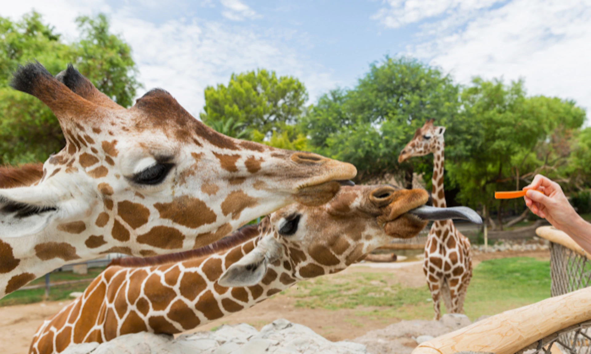 Two giraffes interacting closely with their long tongues, one in the background, surrounded by green trees and a partly cloudy sky.