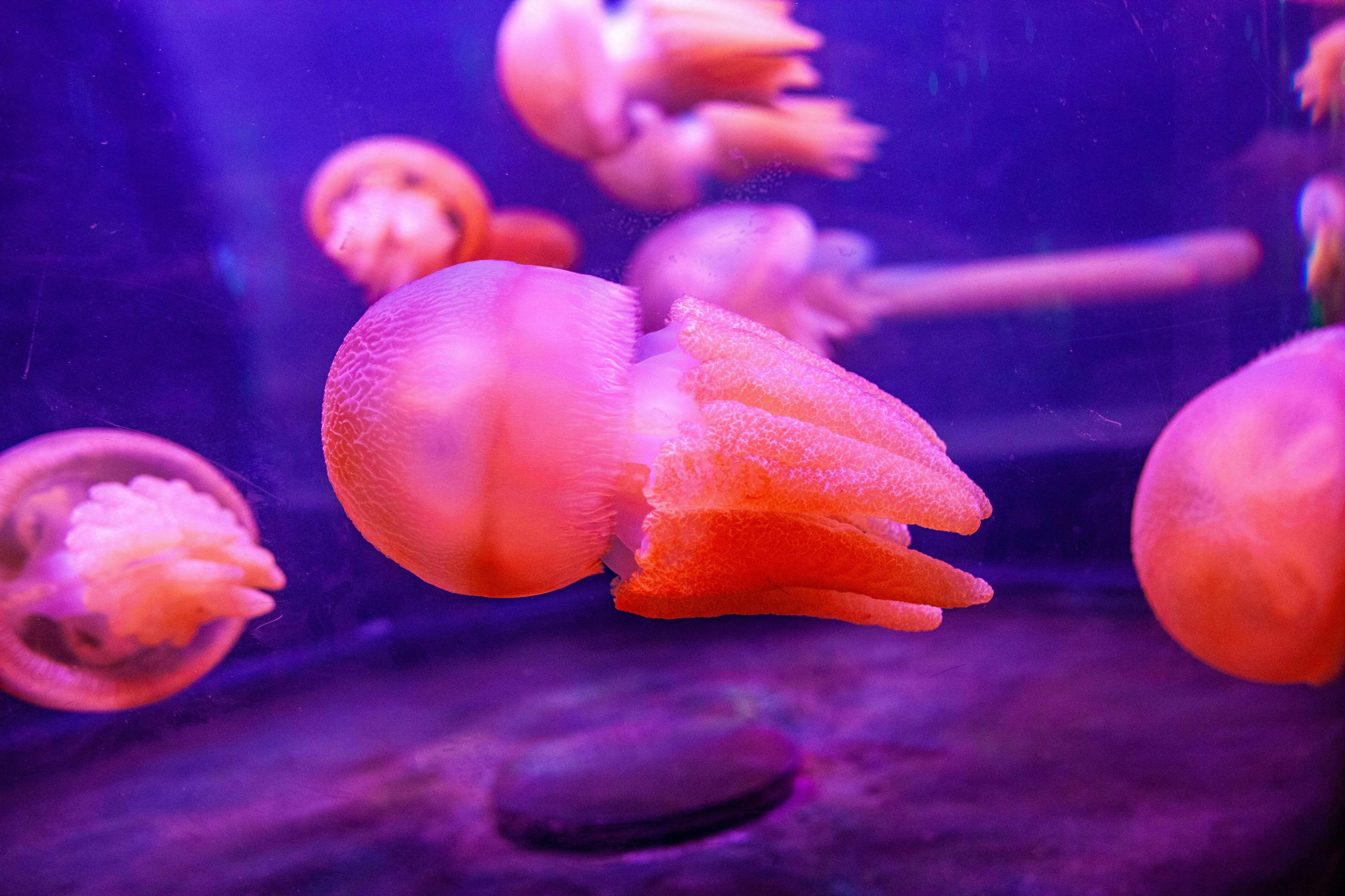 SEA LIFE Sydney Aquarium: Entry Ticket (B2B Product) 5