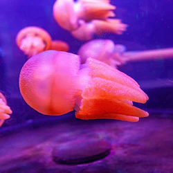SEA LIFE Sydney Aquarium: Entry Ticket (B2B Product) 5