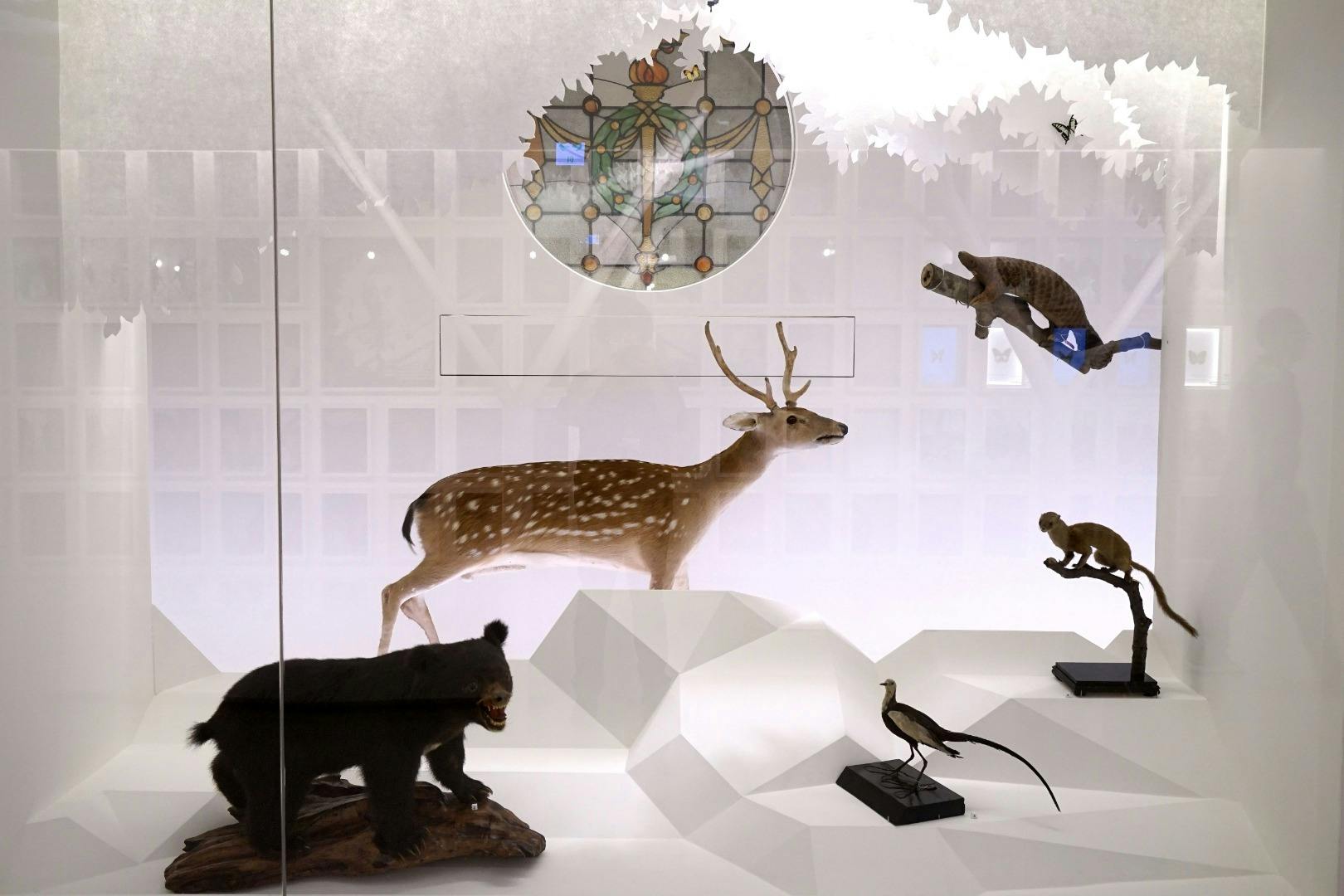 A museum exhibit featuring taxidermy animals including a deer, a bear, and others on a white sculpted display.