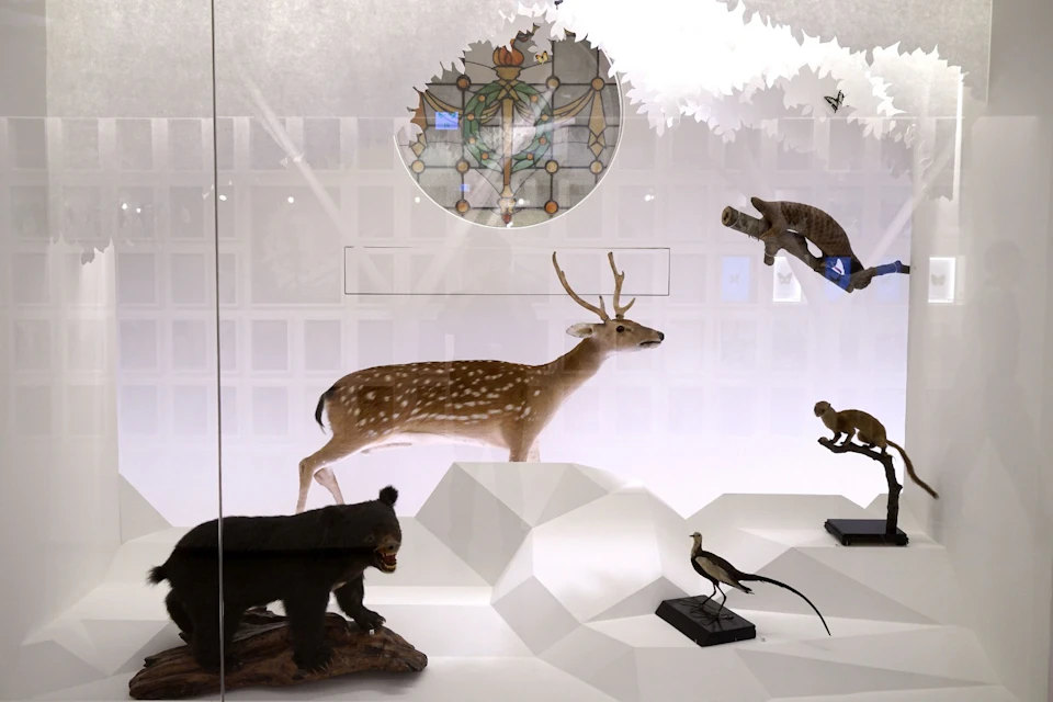 A display case featuring a taxidermy deer, a bear, and other animals on a geometric white platform with a stained glass backdrop.