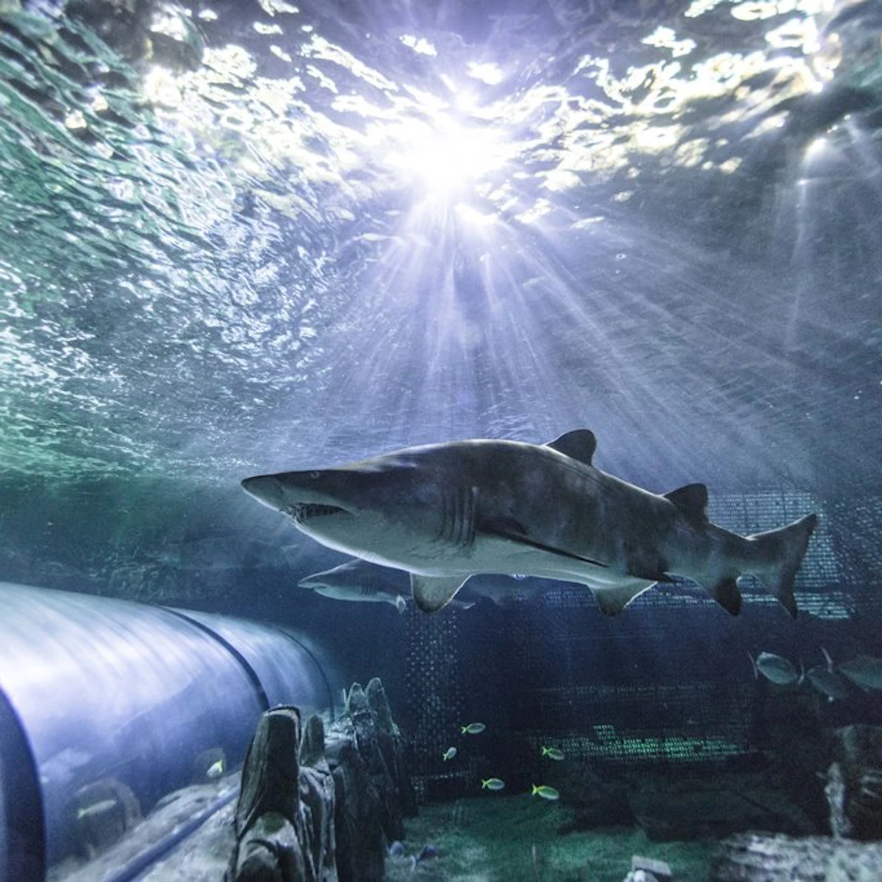 SEA LIFE Sydney Aquarium: Entry Ticket in Sydney β Tiqets