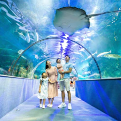 A family of four stands in an aquarium tunnel, looking up at a ray swimming overhead.