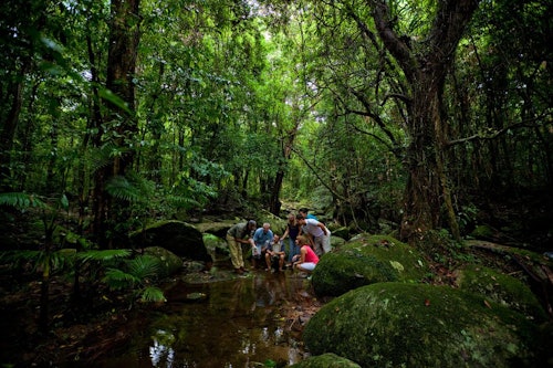 ポートダグラスまたはケアンズ発デインツリー熱帯雨林アボリジニ文化ツアー(即日発券)