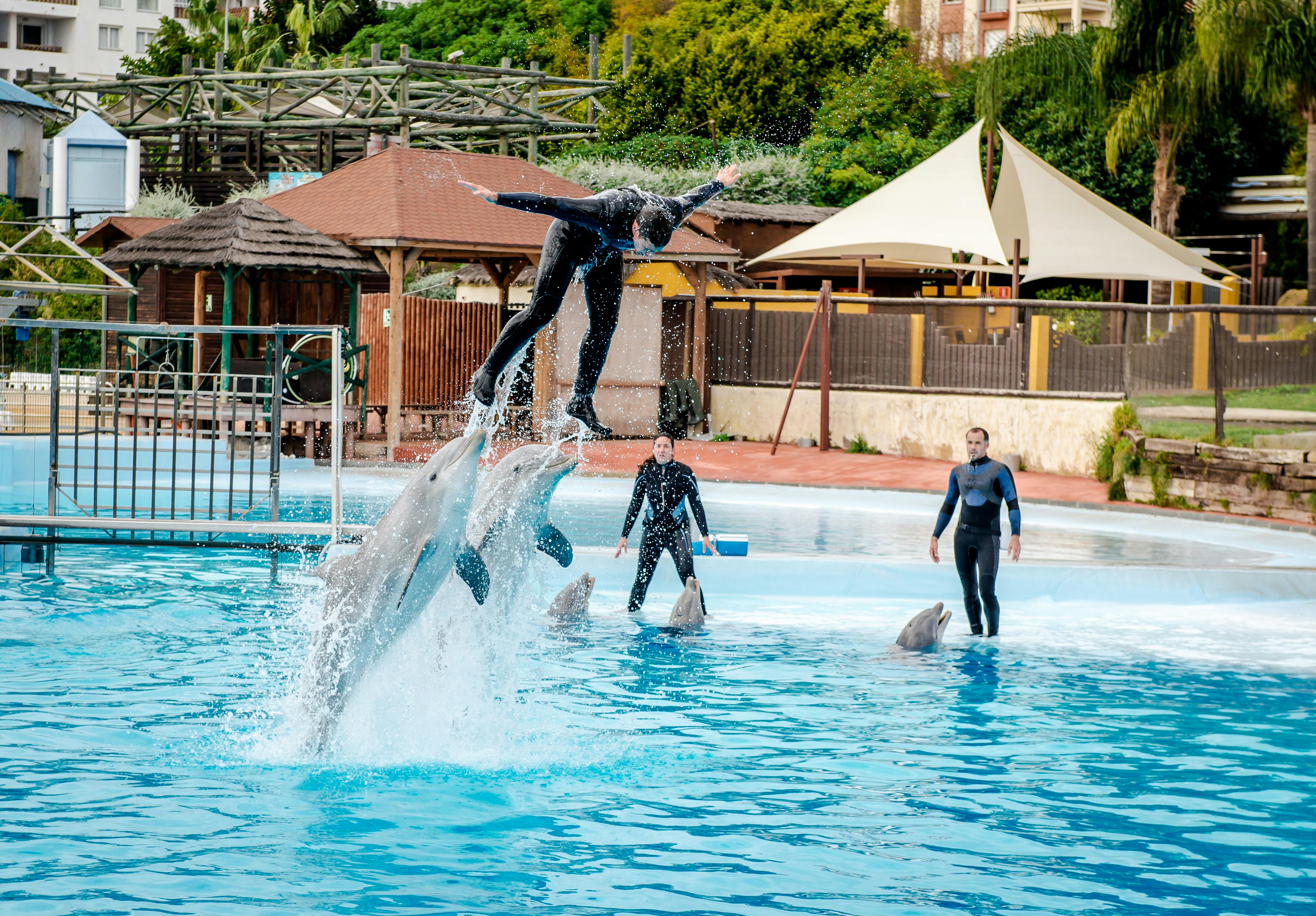 A trainer is being lifted into the air by dolphins during a performance. Other trainers and dolphins are in the background.