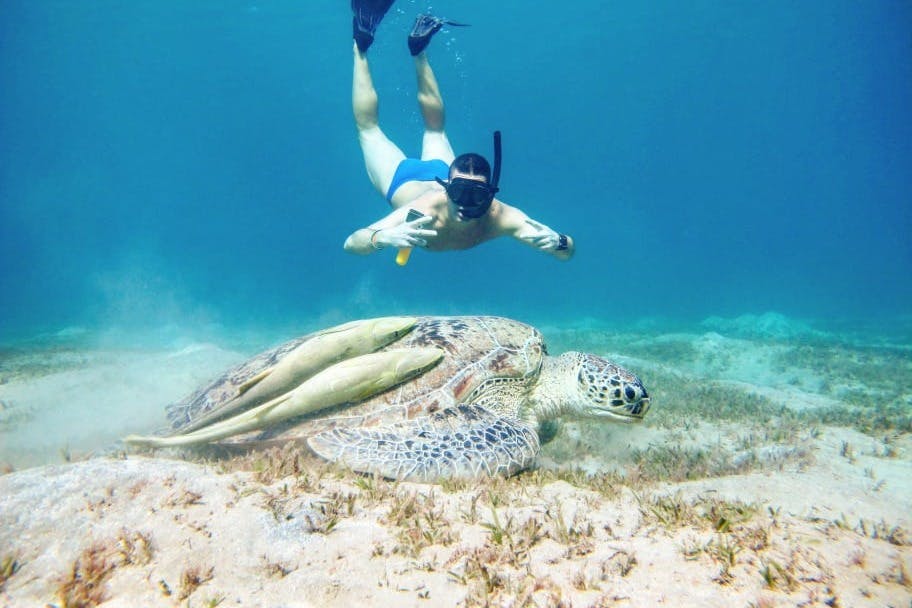 Φωτογραφία με χελώνα