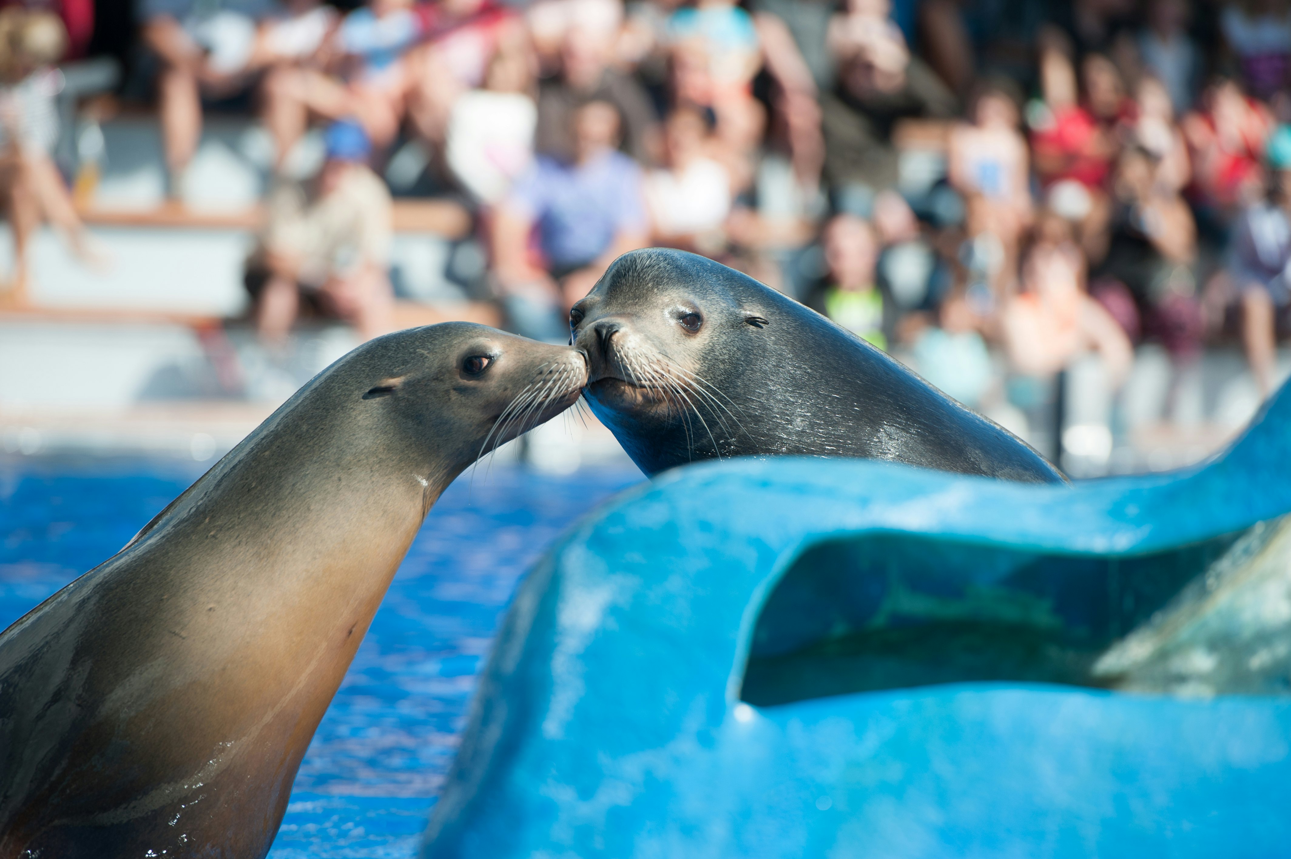 Marineland Mallorca: bilhete sem filas