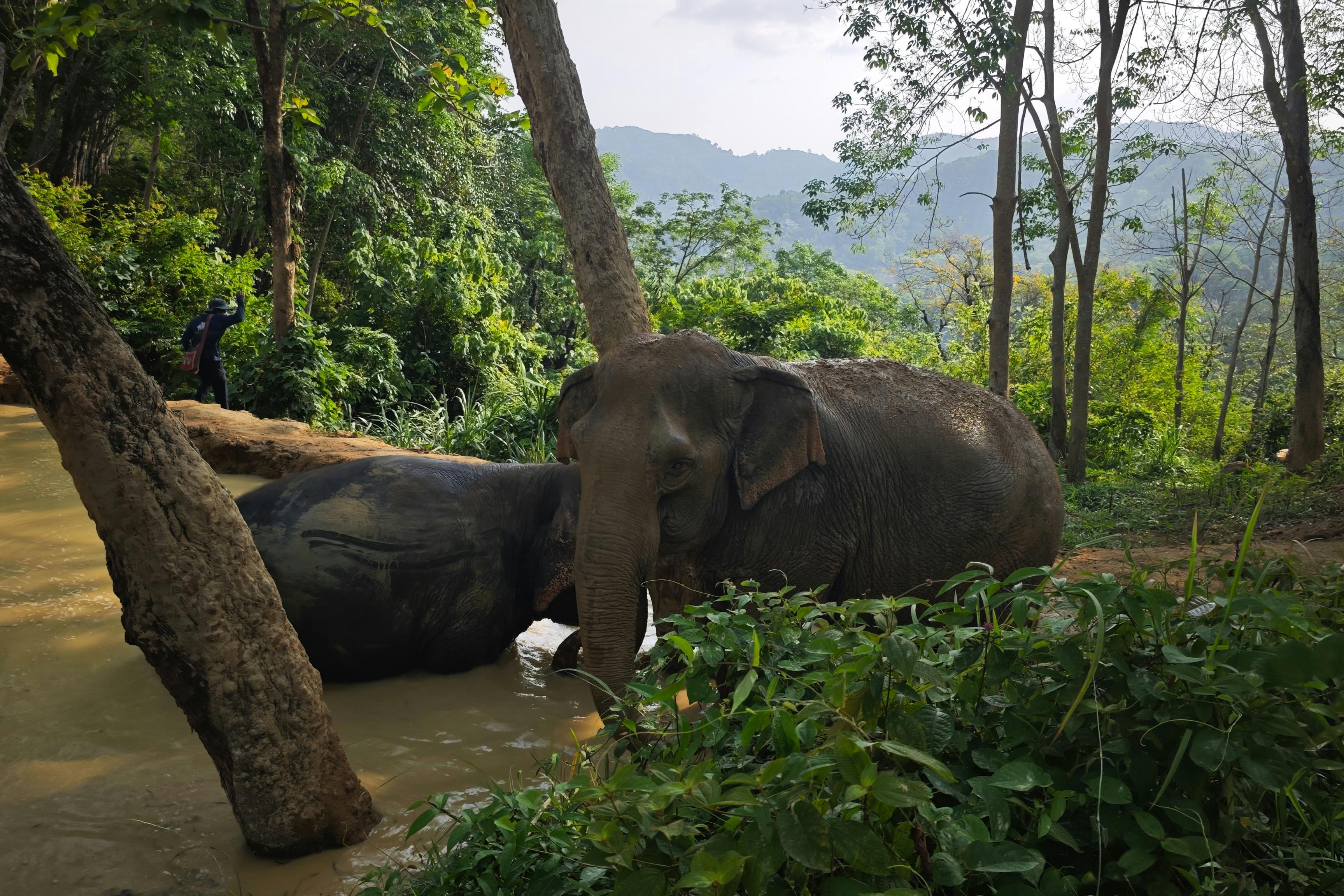 Two elephants standing in a mud pool surrounded by lush greenery and trees, with hills visible in the background.