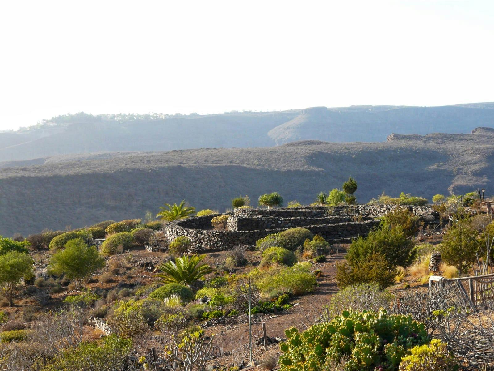 Terraced hillside with stone walls, various green bushes, palm trees, and a dry, mountainous backdrop under a clear sky.