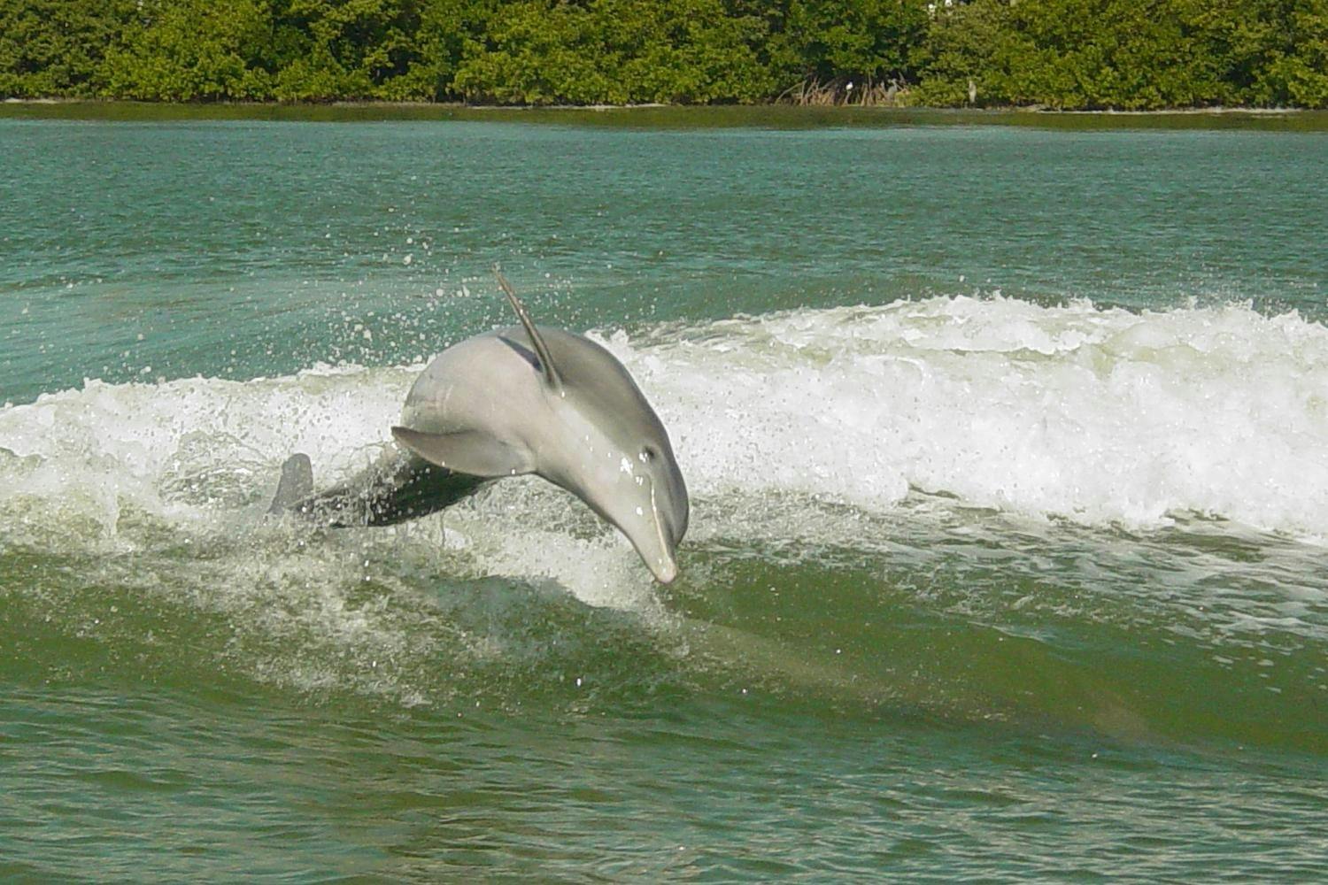 A dolphin jumping out of the water near a wave, with greenery in the background.