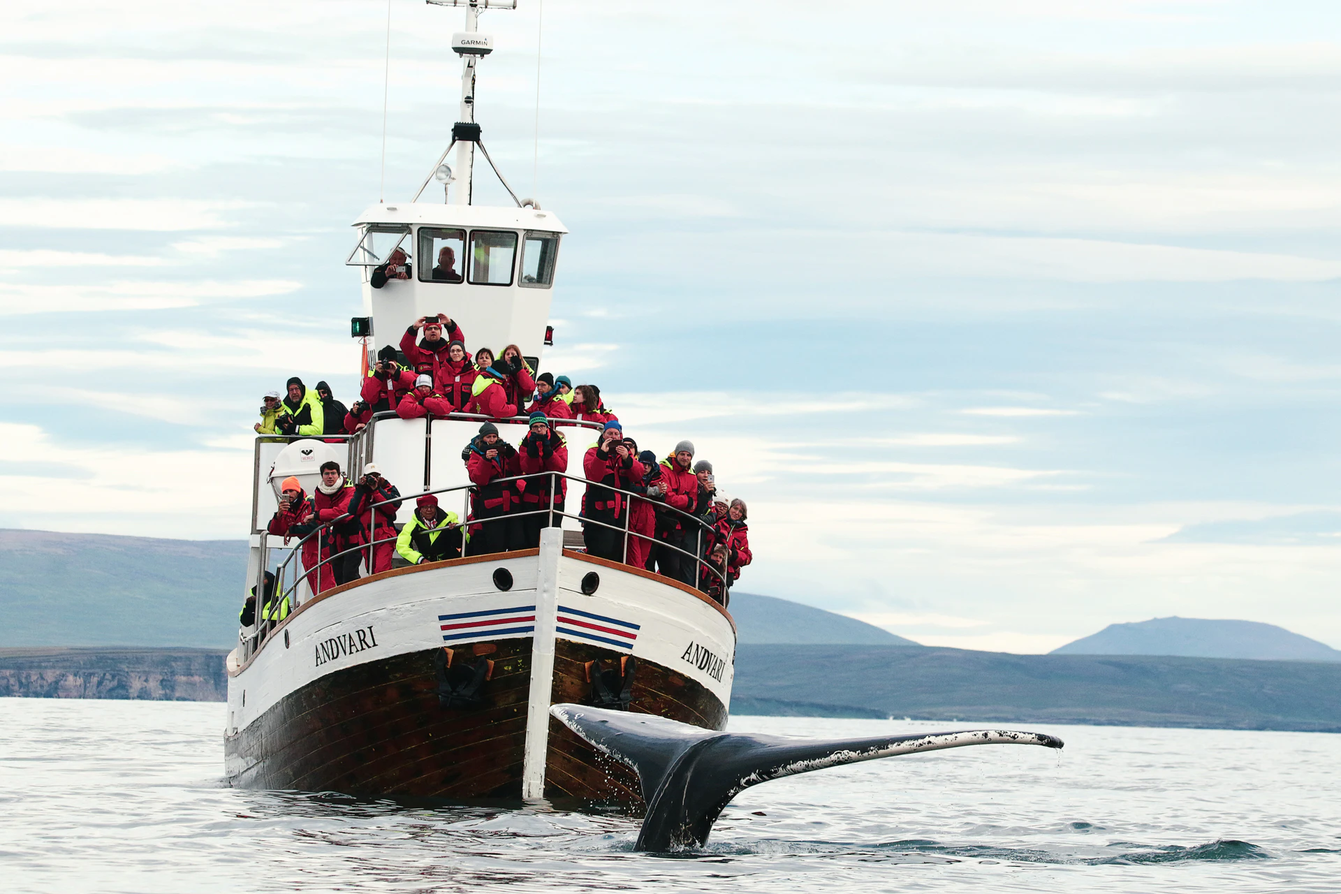 フーサヴィークからのサイレントホエールウォッチングツアー Tiqets