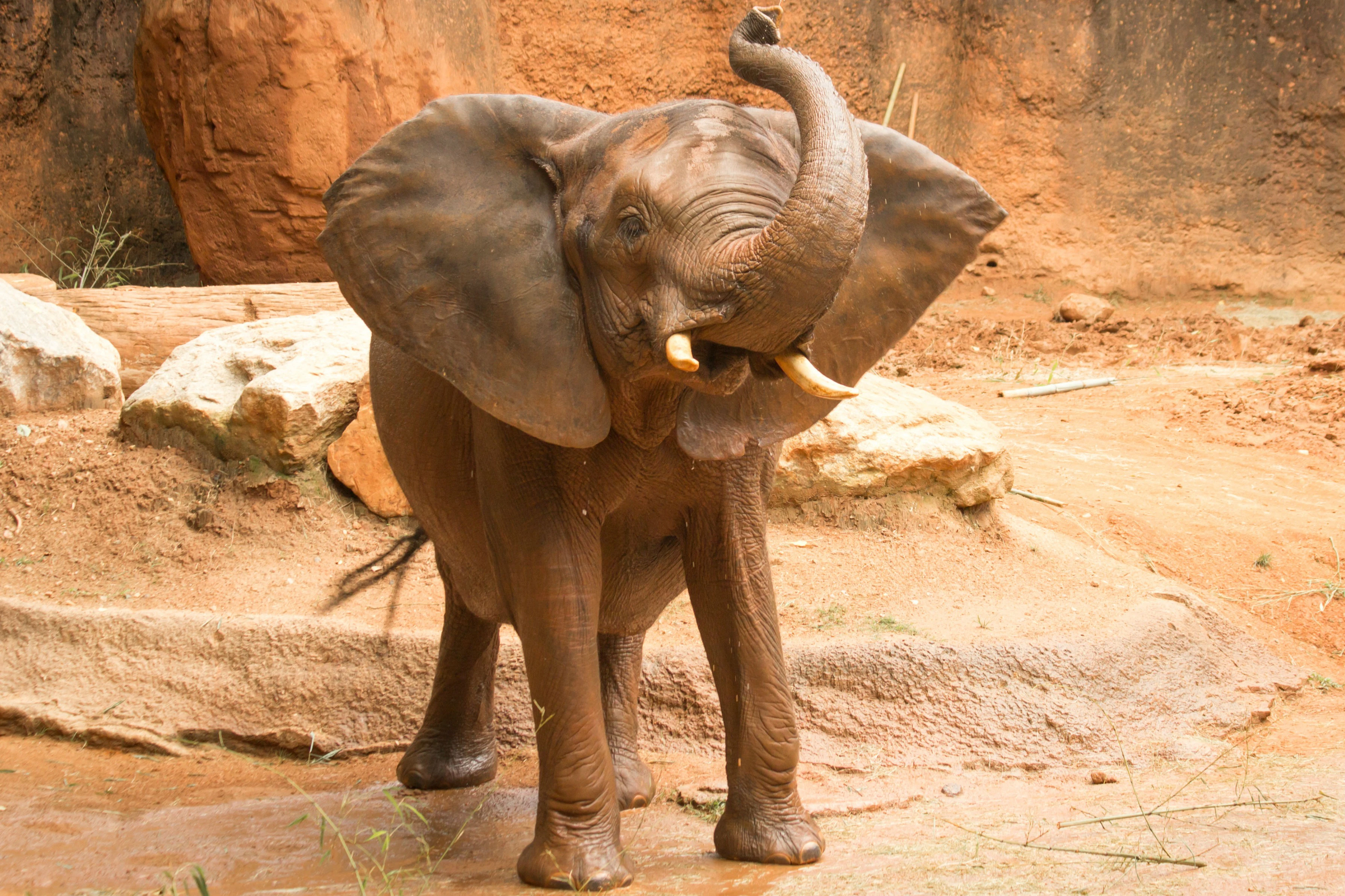 Zoo Atlanta: bilhete de entrada