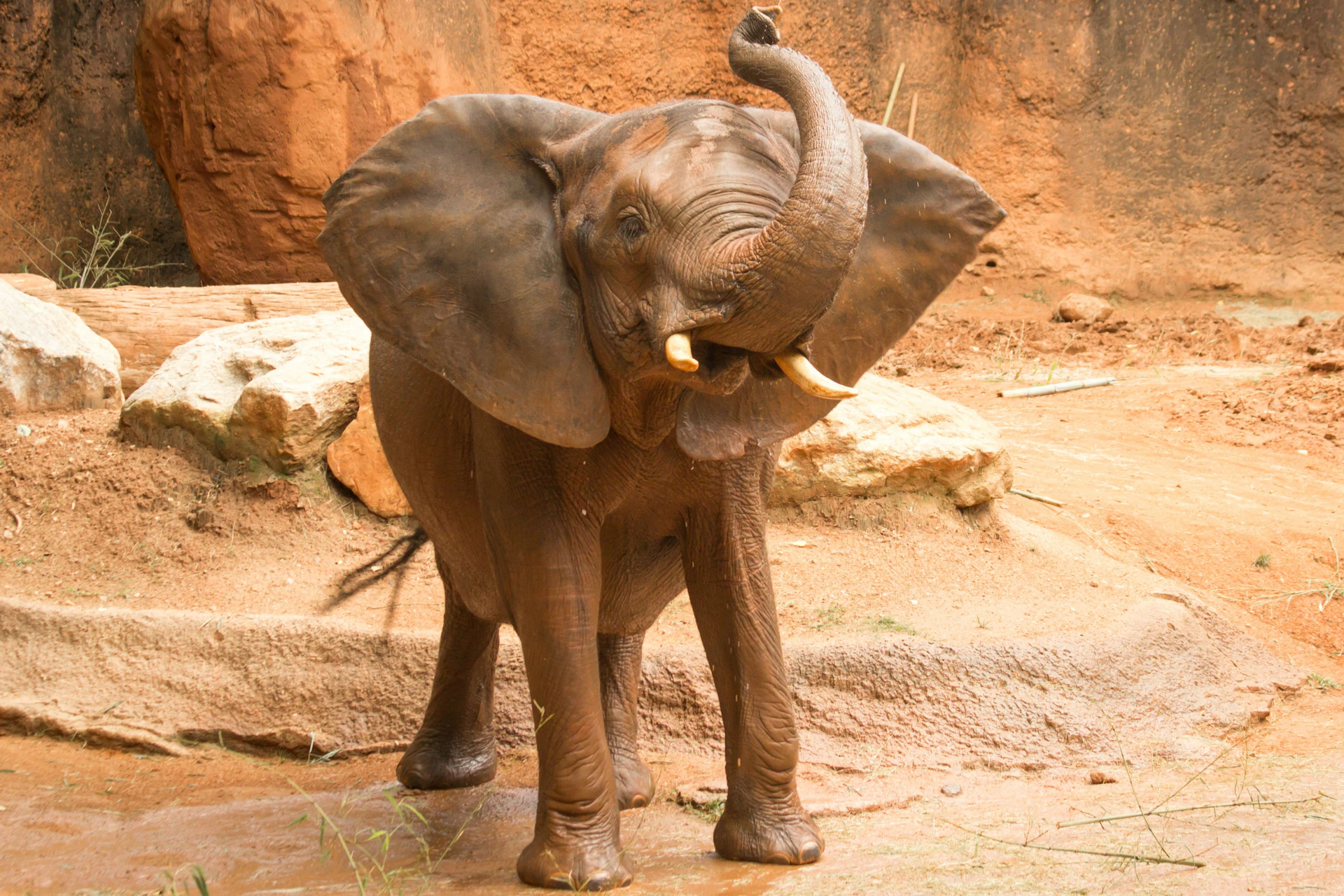 Zoo Atlanta