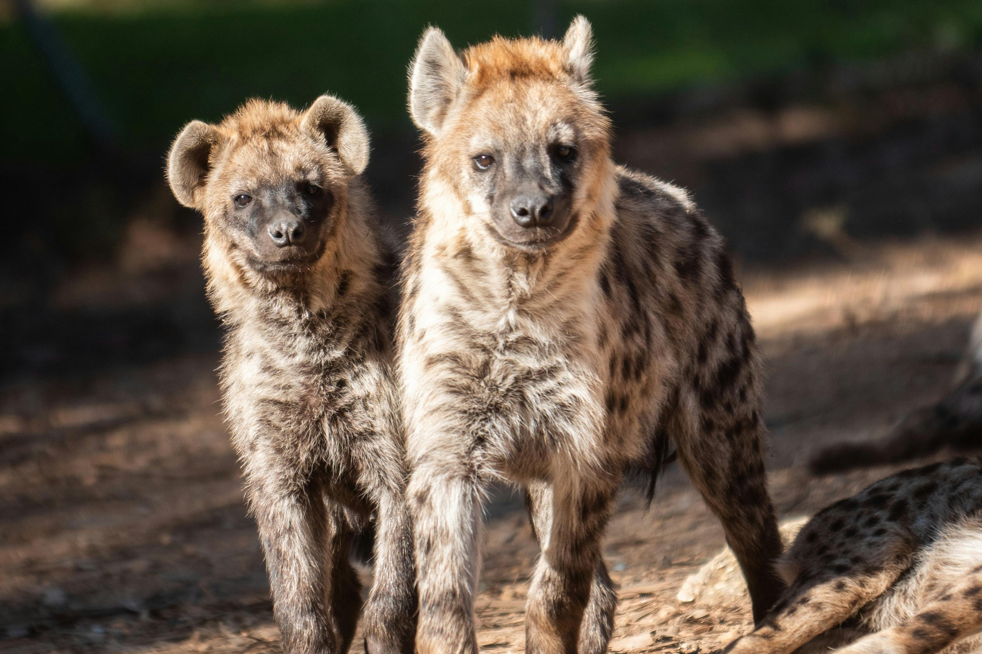 Hyena