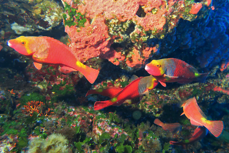 Parrotfish